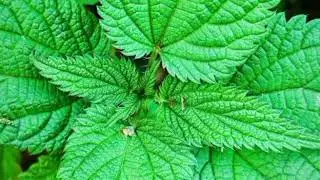 The Surprising Health Benefits of Nettle Leaves 