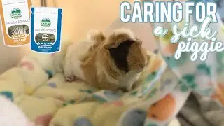 Caring For a SICK Guinea Pig