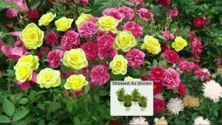 Cottage Farms Dazzling Design 4-pc Miniature Rose Collection with Jill Bauer