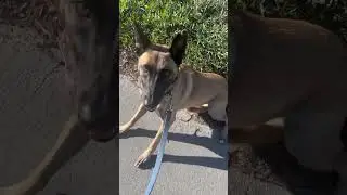 How I begin to rehabilitate a dog aggressive Belgian Malanois rescue #belgianmalinois