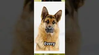 From Horrible to Hero: Transforming the Worst Dogs into the Best