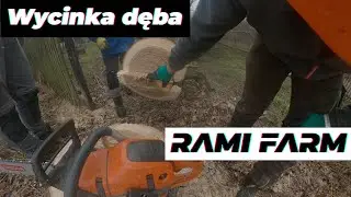 Рубка дубов у родителей моего друга Радека с канала РАМИ ФАРМ