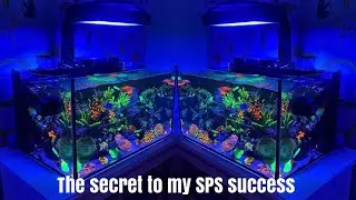 SPS Dominant Nano Reef Tank &mdash; секрет моего успеха #aquaforest #nanotank #coral #vlog