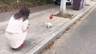 My wife was determined to save this puppy, luckily he was still there waiting for us