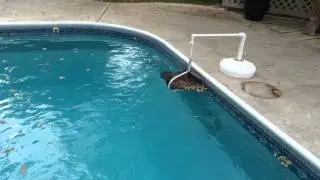 Swimming pool leaf catcher - Skimmer basket assistant