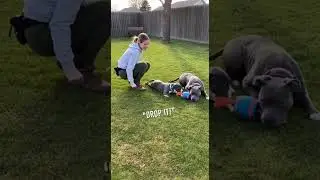 Щенок быстро учится команде &laquo;Брось!&raquo; 😳🔥