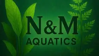 Week 2 Update | Redtail Catfish Eating Good & Growing Fast!