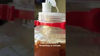 #fermentation #winemaking