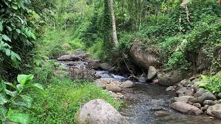 Relax & Mindful Rest with Gentle Clear Creek Sounds From Shallow Stream Through Untouched Wilderness
