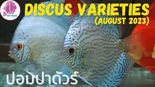 DISCUS FISH Varieties ​@PandYDiscusFarm (ปลาปอมปาดัวร์)