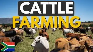 How WE Farm Grazing Cattle in South Africa (Commercial Farming Explained)