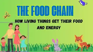 The Food Chain explained- updated version