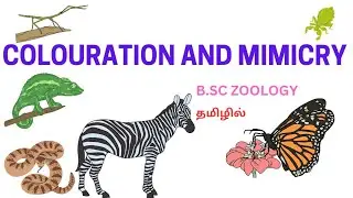 COLOURATION AND MIMICRY/TYPES OF COLOURATION AND MIMICRY/COLOURATION AND MIMICRY IN TAMIL/#B.sc_zoo