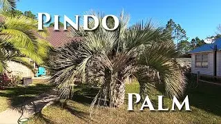 Pindo Palm from Seed #PindoPalm #palm #germinatingseeds #germination #greenhouse #tropicalplants
