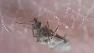 Culicoides nubeculosus adult feeding