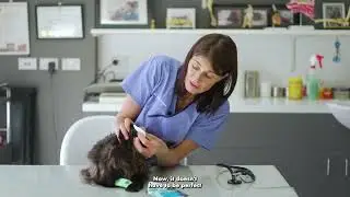 Dr Angela shows us how to clean your cats teeth with a dental wipe
