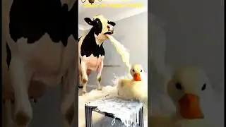 Marvelous Dancing Polish Cow funny duckling cow dance Cow Song Cow Videos cow farm shark cow milk
