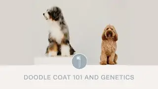 Doodle coats 101 & genetics!