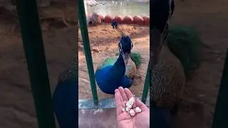 AMAZING Day with Exotic Birds | Inside the Aviary | #minivlog #shorts #birds