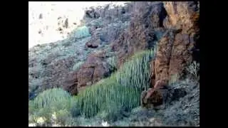 Barranco Hondo.Gran Canaria.wmv