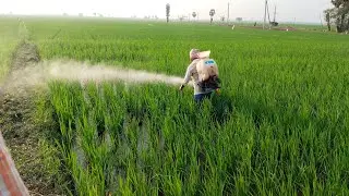 Part -4 | 3rd Spray in Paddy | Cvr Method | Natural Farming In Cvr Method | Low Cost – High Yield | 
