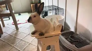 Introducing Mr Rabbit