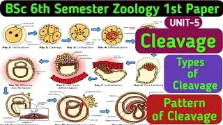 BSc 6th Semester Zoology 1st Paper//Cleavage in Hindi//Types of Cleavage//Cleavage Pattern/Cleavage