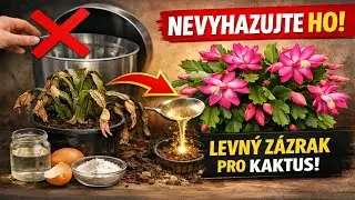 NEVYHAZUJTE ho! Toto hnojivo za pár korun vzkřísí i umírající vánoční kaktus.
