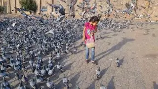 Qilah Multan || Kabootar ko daana || Old City of Pakistan #foryou #viral #video