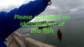 Fishing Vilano Pier Guitar Fish and Dolphins