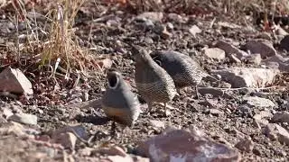 Stock Video - California quail following each other through the Utah wilderness
