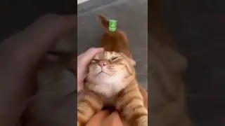 fully charged 🔋 #cute #cat #funny