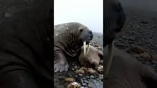 The powerful roar of a massive walrus 🤯🦭 #walrus #wildlife #oceanlife #animals #arctic