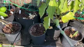 Watering the Garden &ldquo;Quick Connect&rdquo; Drip Irrigation System