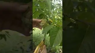 Farming & gardening life: Homestead enjoy energy healing #24 #homestead #countrylife #gardenlife