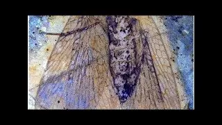 B.C. researcher&rsquo;s identification of scorpionfly shows connection between Canada, Russia