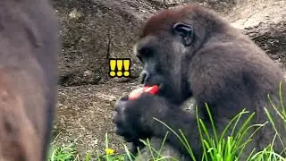 Iriki walks over, Jabali quickly grabs the tomato and runs🍅🤪😋艾媽走過來，呷百二趕緊抱著蕃茄跑