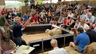 WOOL SHEDDING RAM SALE  2024