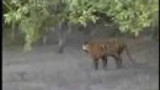 WWF-India: Sundarbans Future Imperfect