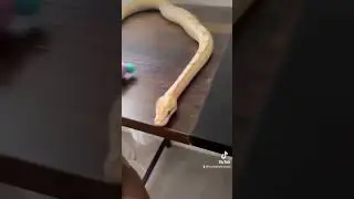 amazing snake video 2022 #snake #snek #2022 #shorts #video