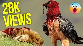 Top 10 Dangerous EVIL BIRDS You Should Run Away From - Terrifying Avian Predators