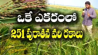 పురాతన వరి విత్తనాల అభివృద్ధిలో బిట్స్ పిలానీ పూర్వ విద్యార్థి || Ancient Paddy Seed || RaghuVeer