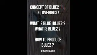 What is Blue2 in lovebirds and Blue2 working in Lovebirds !