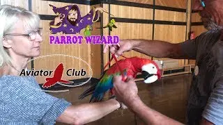 Many Parrot Owners Having Success with Aviator Harness