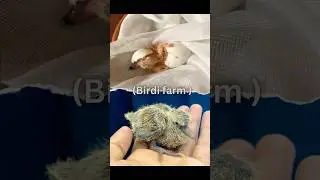 Egg Hatching ||How a egg hatching #short #Pigeon egg #hatching