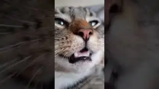 Cat Sleeps With Open Mouth #Cats #Shorts