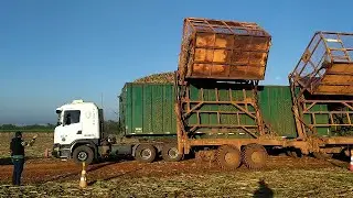 DIA A DIA ..SAFRA 2021 .COLHEITA CANA DE AÇUCAR...