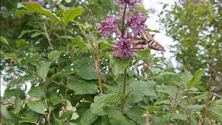 Bedstraw hawk-moth at my homestead