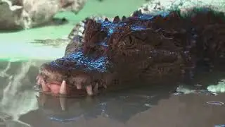 Alligator Hunting Tactics Unveiled🐊#wildlife #nature #naturelovers #shorts #jaws #funfacts