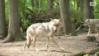 W&ouml;lfe Krankheits&uuml;bertragung Tollwut - Wolfcenter D&ouml;rverden - by schuhplus